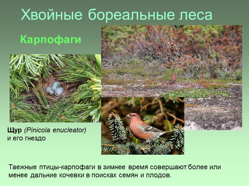 Хвойные бореальные леса Щур (Pinicola enucleator) и его гнездо Таежные птицы-карпофаги в зимнее время